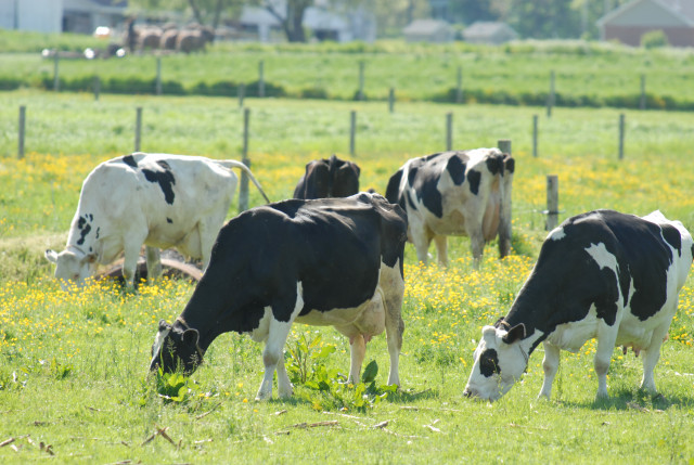 Agency Photo  (129367)