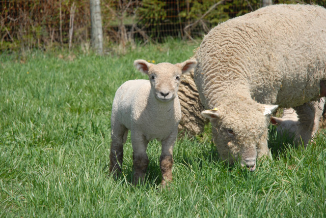 Agency Photo  (129368)