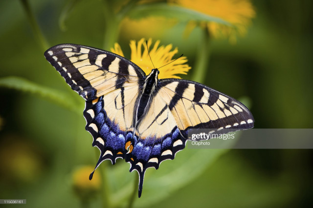 Organization Photo  (175665)