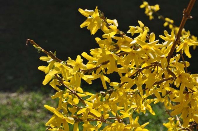 Agency Photo  (112416)