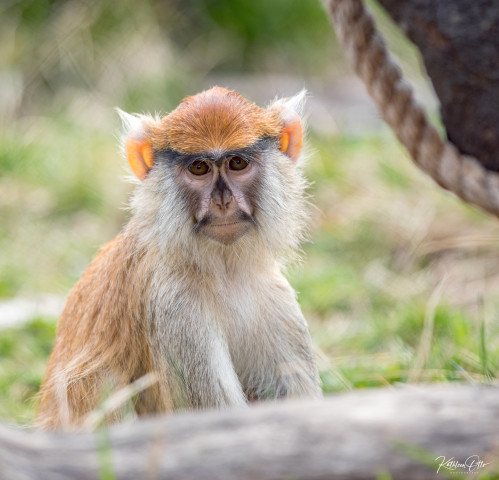 Agency Photo  (173814)