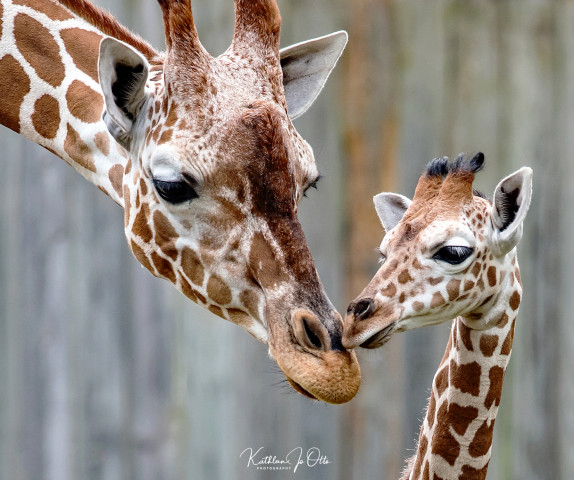 Agency Photo  (173813)