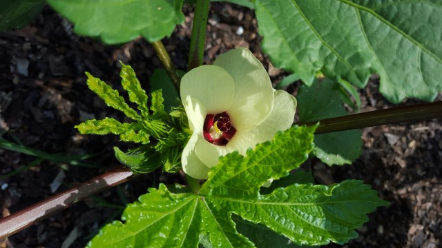 Agency Photo  (71477)