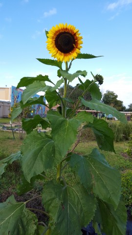 Agency Photo  (71475)