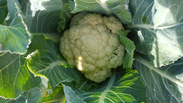 Agency Photo  (71482)