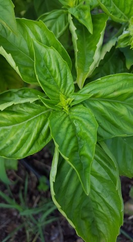 Agency Photo  (71473)