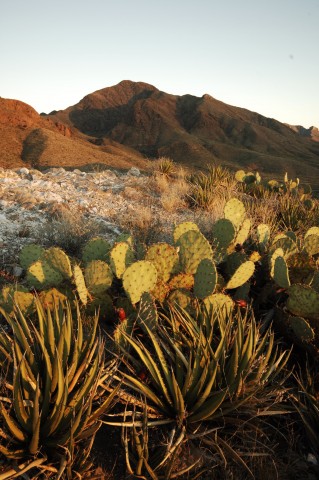 Agency Photo  (86159)