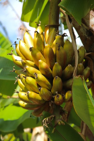 Agency Photo  (96686)