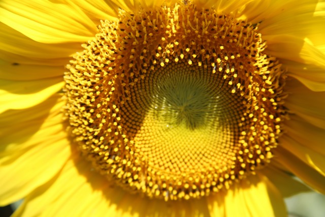 Agency Photo  (96687)