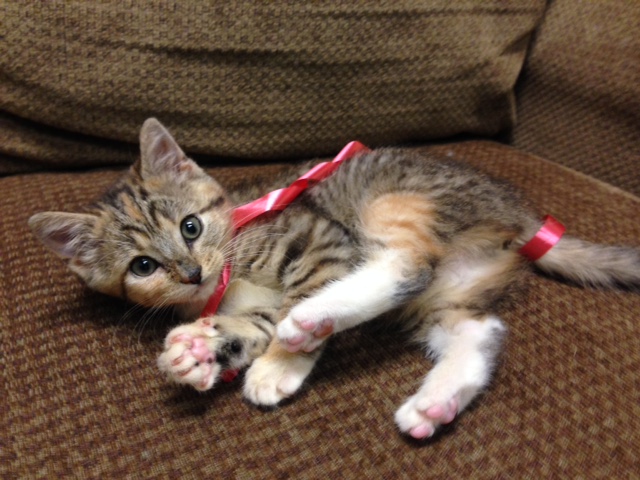 Agency Photo  (42774)