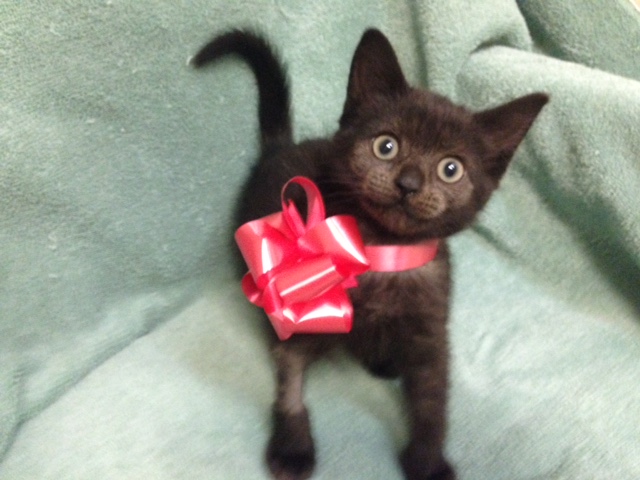 Agency Photo  (42772)