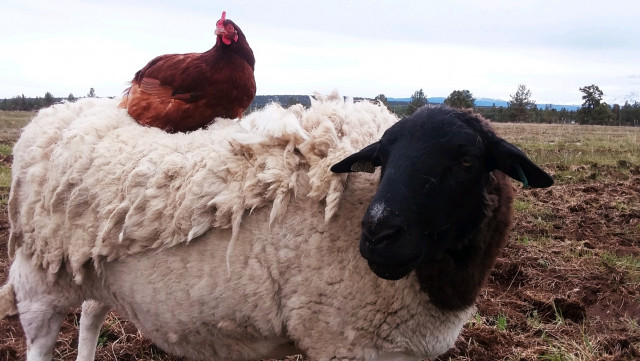 Organization Photo  (166743)