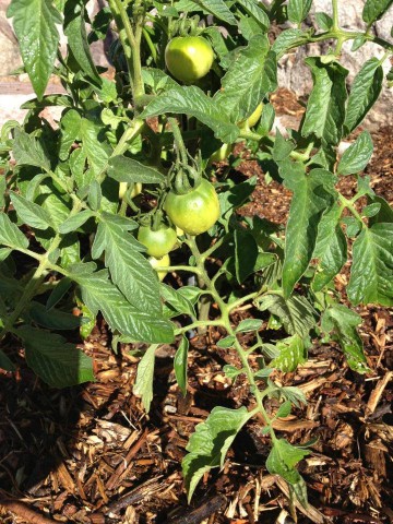 Agency Photo  (37154)