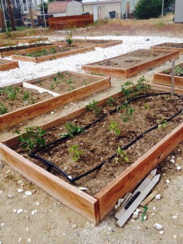 Agency Photo  (37150)