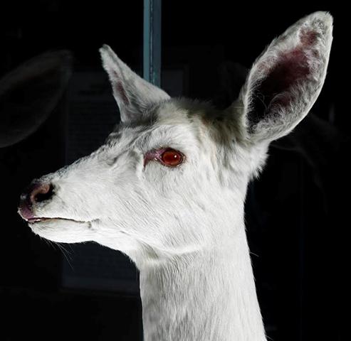 Agency Photo  (90513)