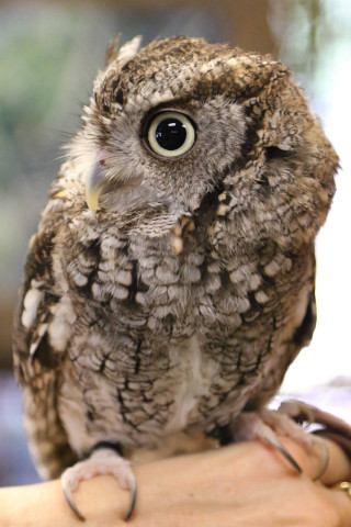 Agency Photo  (116562)