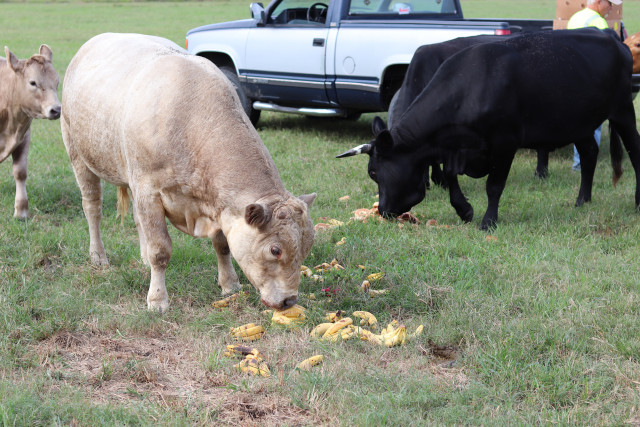 Partner Photo  (158677)