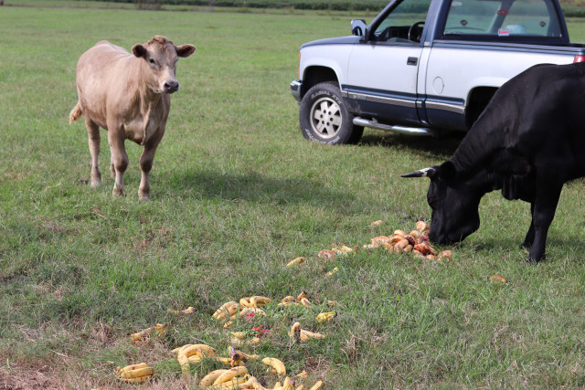 Partner Photo  (158676)