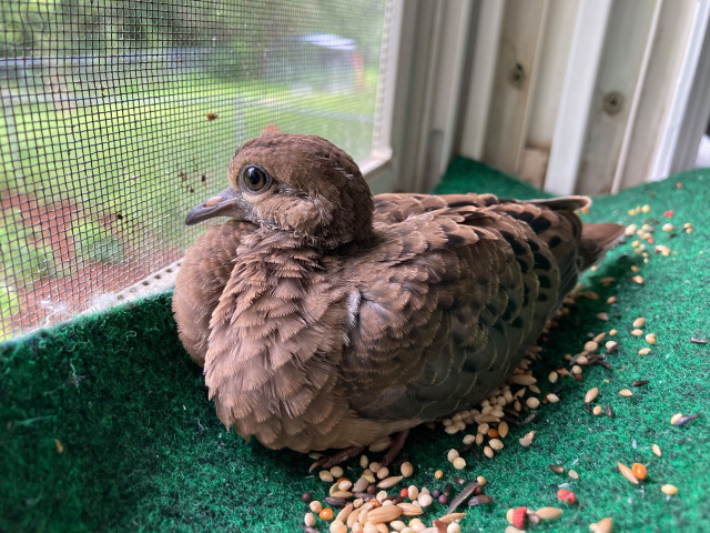 Bird Center of Michigan | United Way for Southeastern Michigan