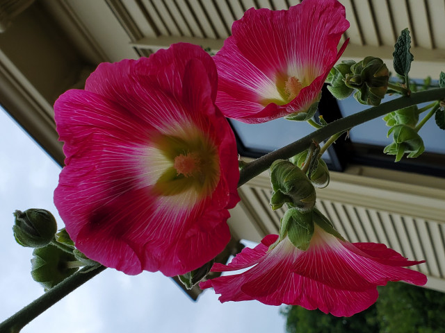 Agency Photo  (172335)