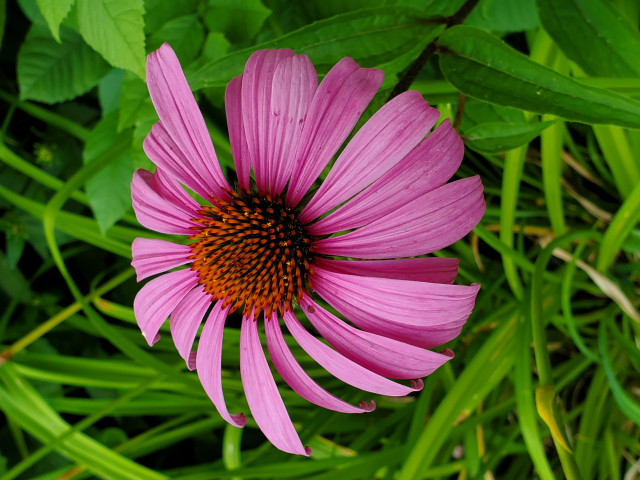 Agency Photo  (172336)