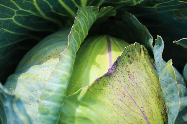 Agency Photo  (245734)