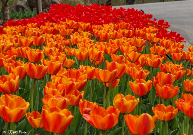 Organization Photo  (79006)