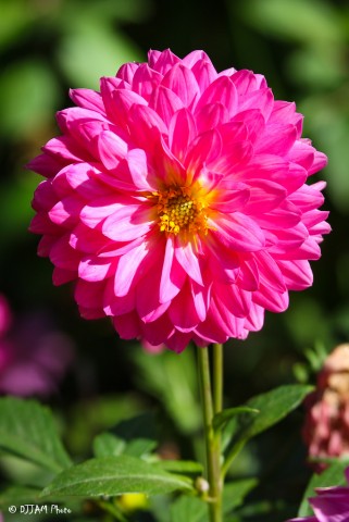 Organization Photo  (79003)