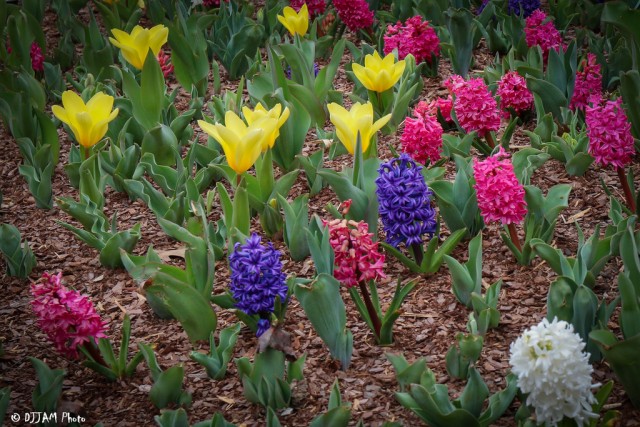 Organization Photo  (79004)