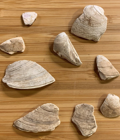 Agency Photo  (153877)