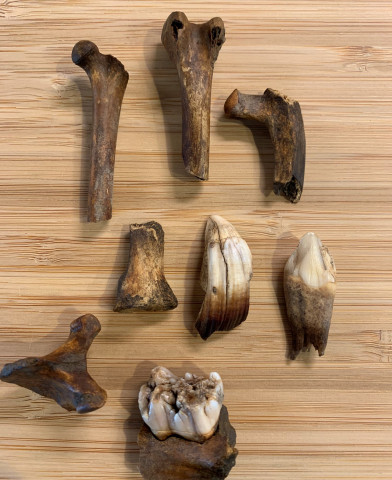 Agency Photo  (153883)