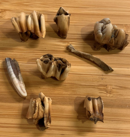 Agency Photo  (153887)