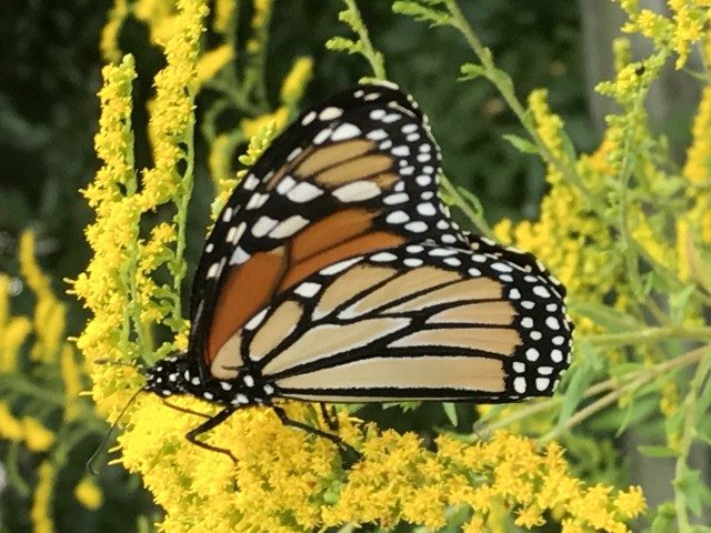 Agency Photo  (106948)