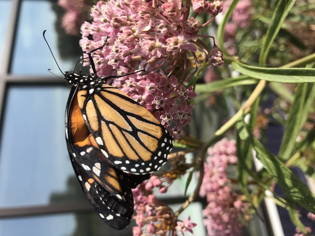 Agency Photo  (106947)