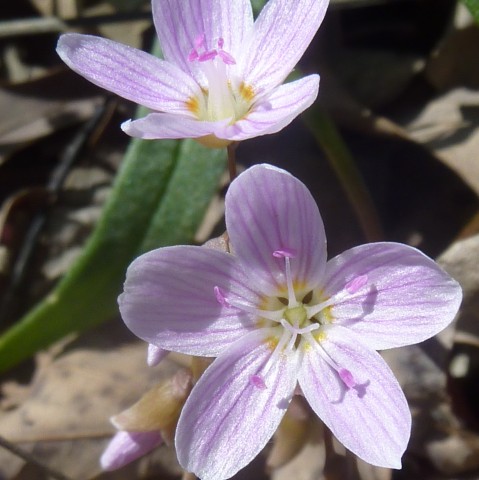 Nonprofit Photo  (53025)