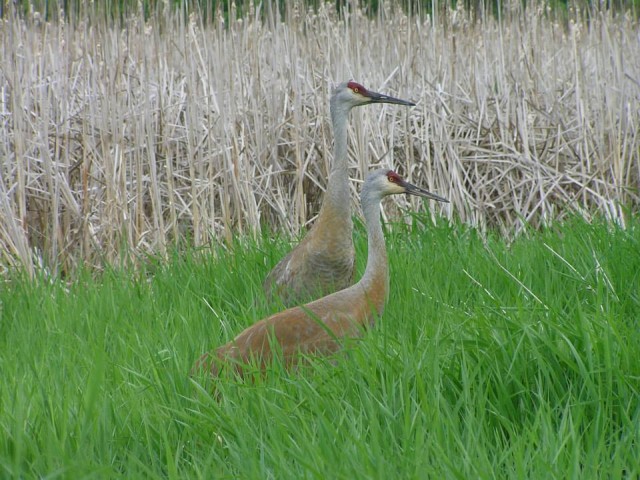 Nonprofit Photo  (53012)