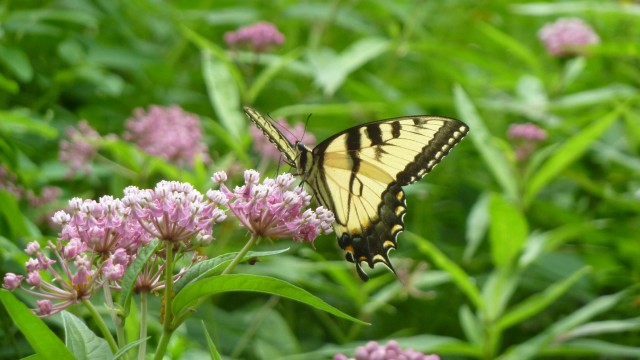 Nonprofit Photo  (53014)