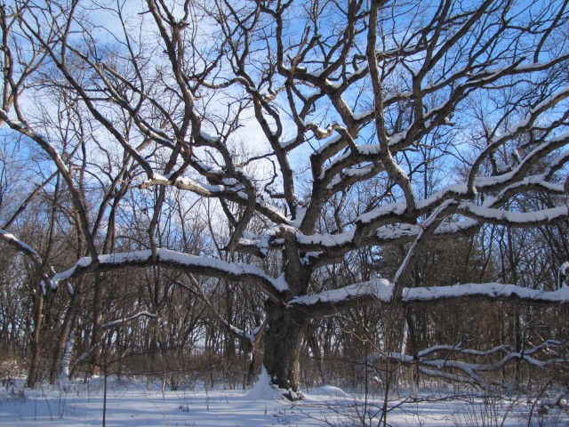 Nonprofit Photo  (53017)