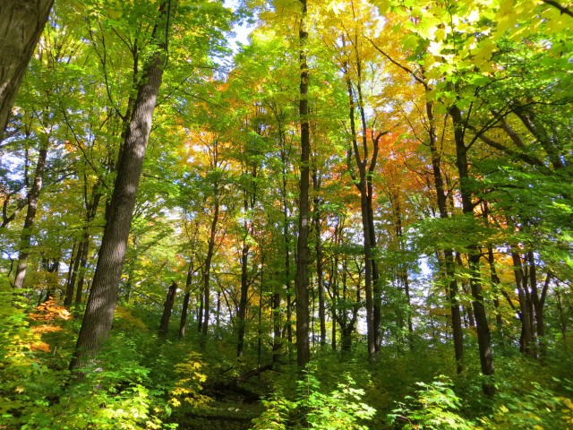 Nonprofit Photo  (53018)