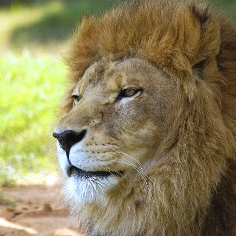 Agency Photo  (52615)