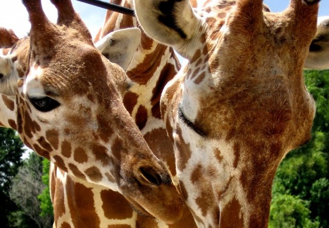 Agency Photo  (52616)