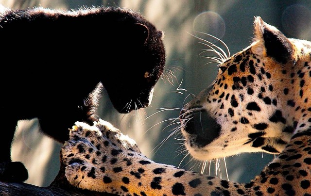 Agency Photo  (52617)