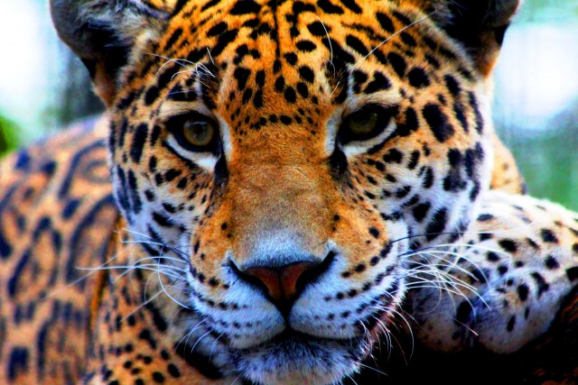 Agency Photo  (52612)