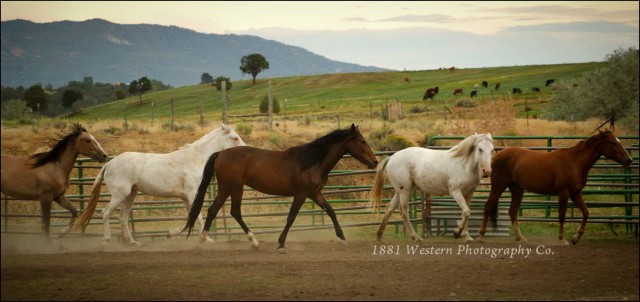 Agency Photo  (107556)