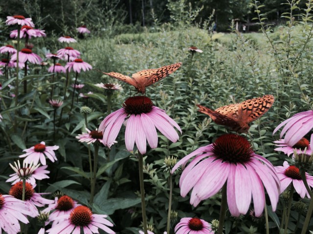 Organization Photo  (80997)