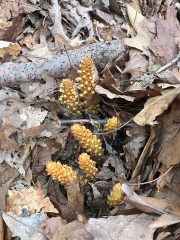 Organization Photo  (86233)