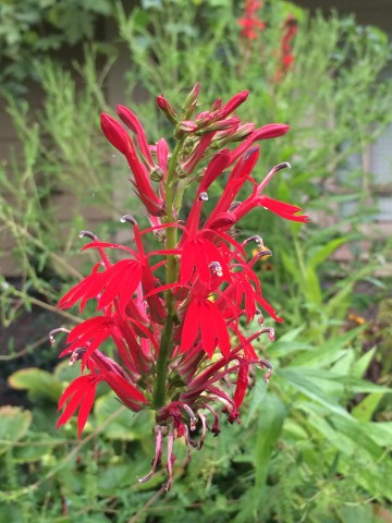 Organization Photo  (81002)