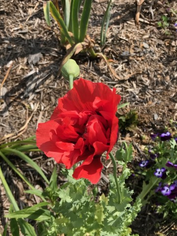 Organization Photo  (86228)