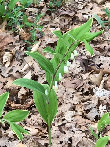 Organization Photo  (86235)