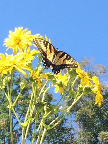 Organization Photo  (81000)